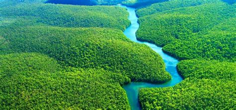 amazon jungle wikipedia|amazon rainforest facts.